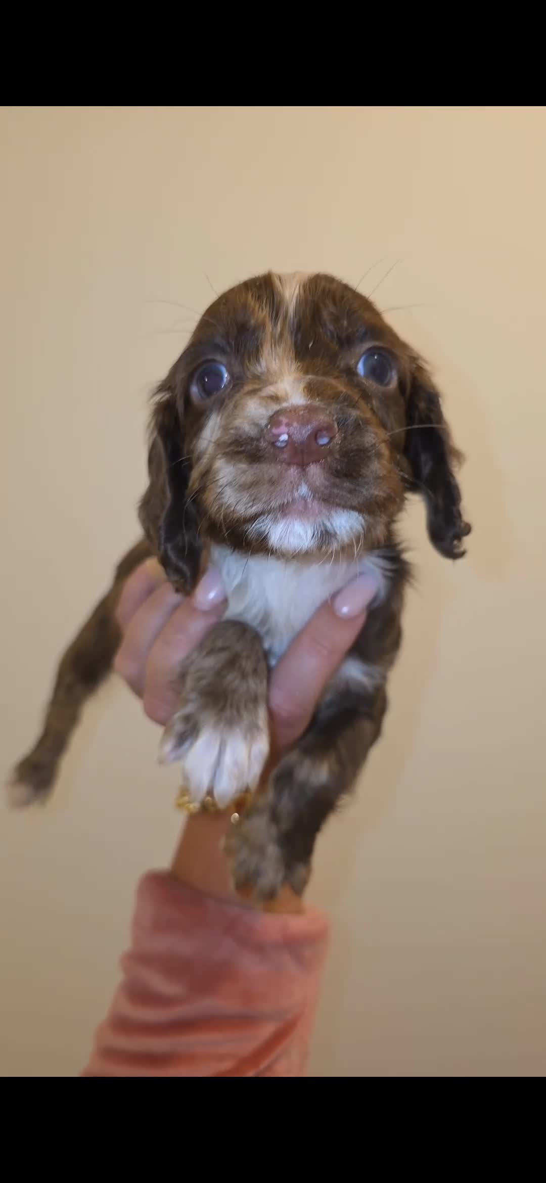 Cocker Spaniel dogs for sale: 🐾 Stunning merle Cocker Spaniels - 3 available🐾  - Video 2