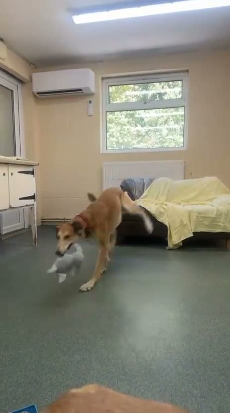 Lurcher dogs for adoption: Falkor - Video 2