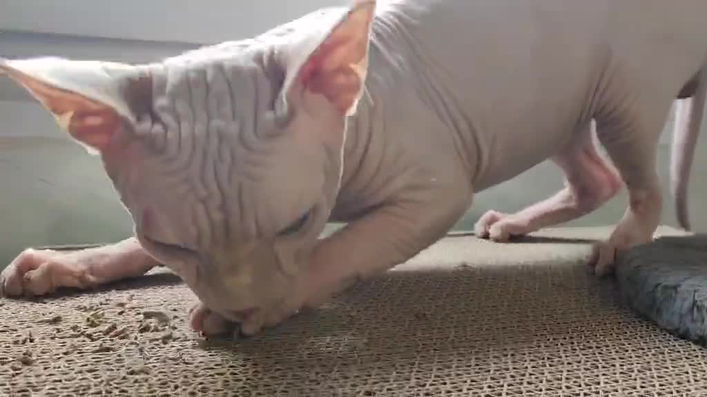 Sphynx cats for sale: Canadian Sphynx TICA REGISTERED. - Video 4