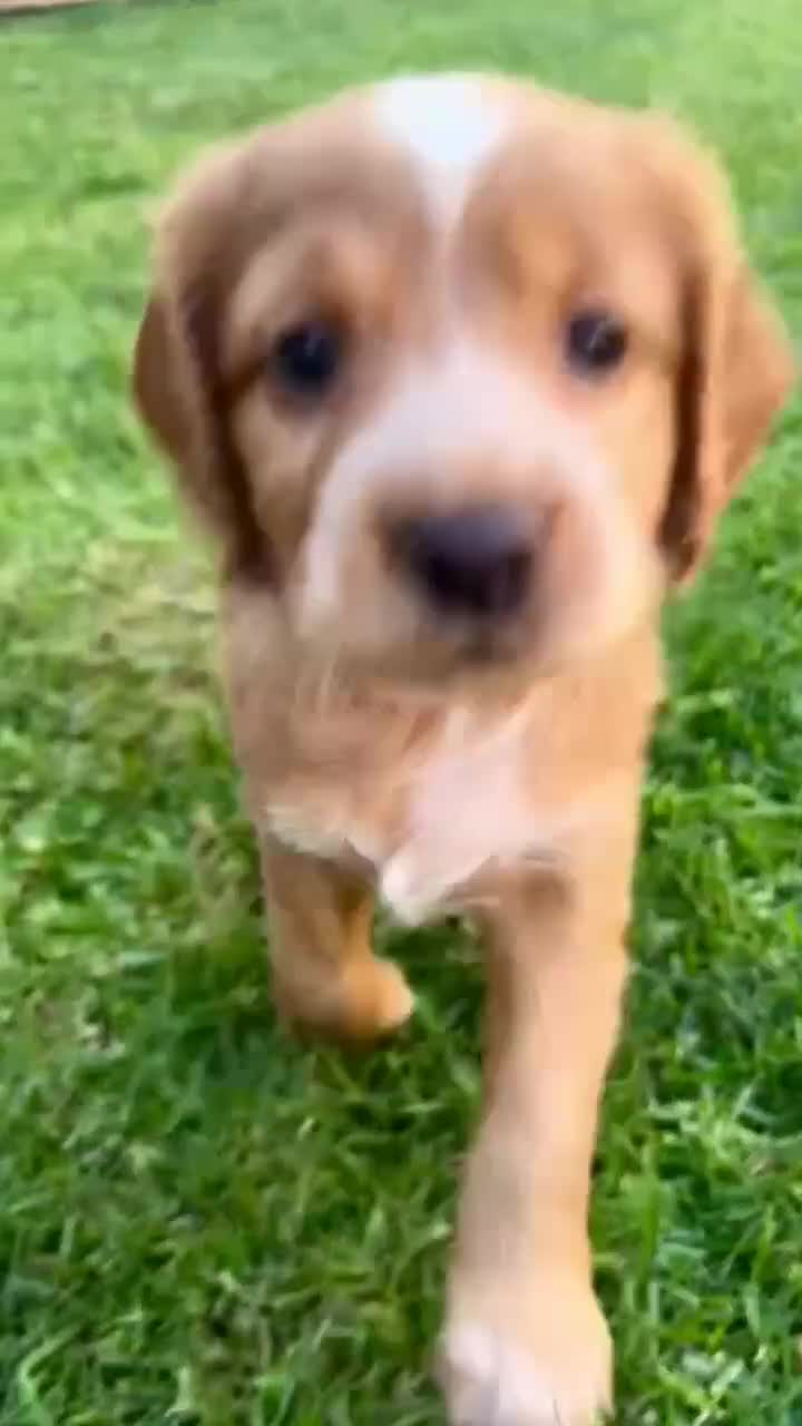 Cocker Spaniel dogs for sale: ✨Gorgeous Golden Working Cocker Girls Ready Soon!✨ - Video 1