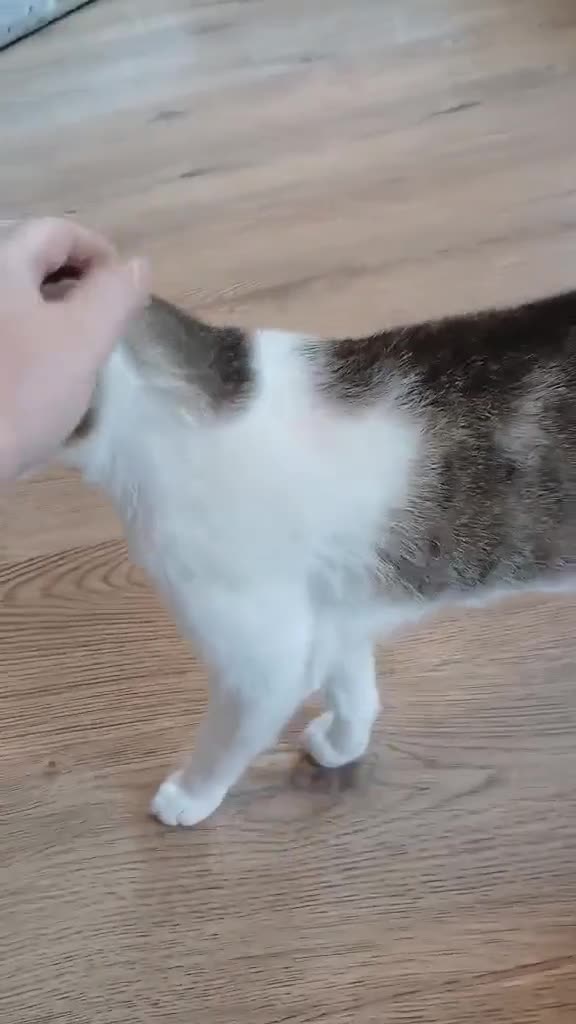 Mixed Breed cats for adoption: Galaxy for adoption in Waterlooville - Video 3