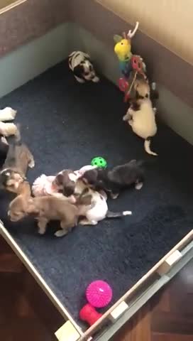 Cocker Spaniel dogs for stud: Show Cocker At Stud Highly Health Tested in Sandbach - Video 1