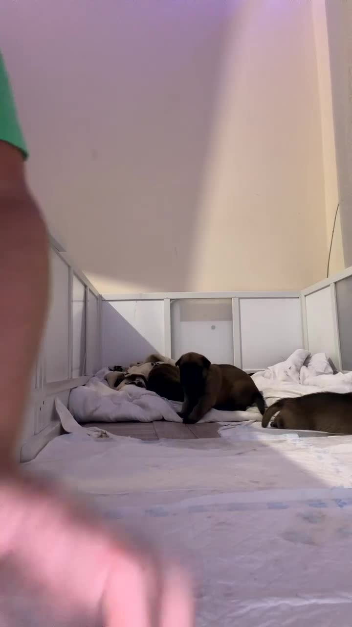 Belgian Shepherd Dog dogs for sale: Belgian Malinois Puppies  - Video 2