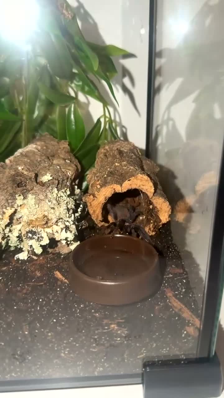 Corn Snake reptiles for sale: Brazilian Blu tarantula  in Waltham Cross - Video 1