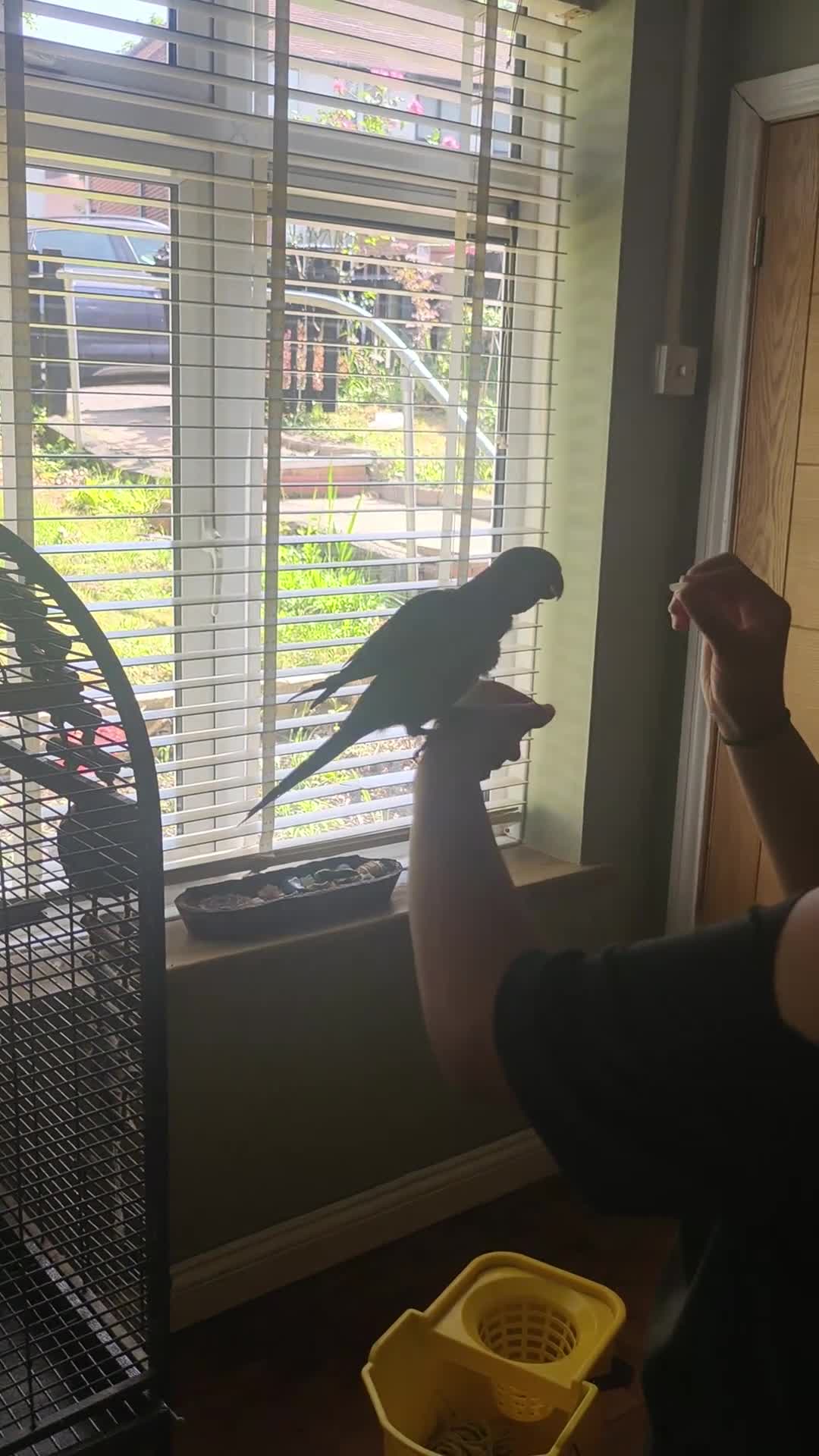 Mixed Breed birds for sale: Beautiful pair of Quakers semi tamed breeding pair - Video 3