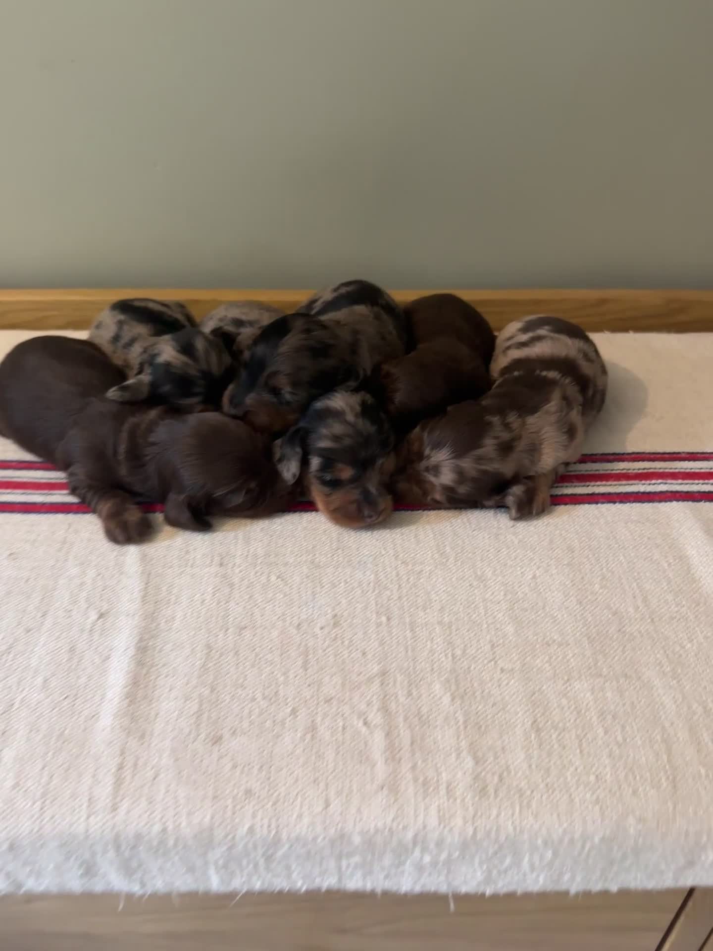 Miniature Dachshund dogs for sale: KC Long haired miniature dachshund puppies - Video 1