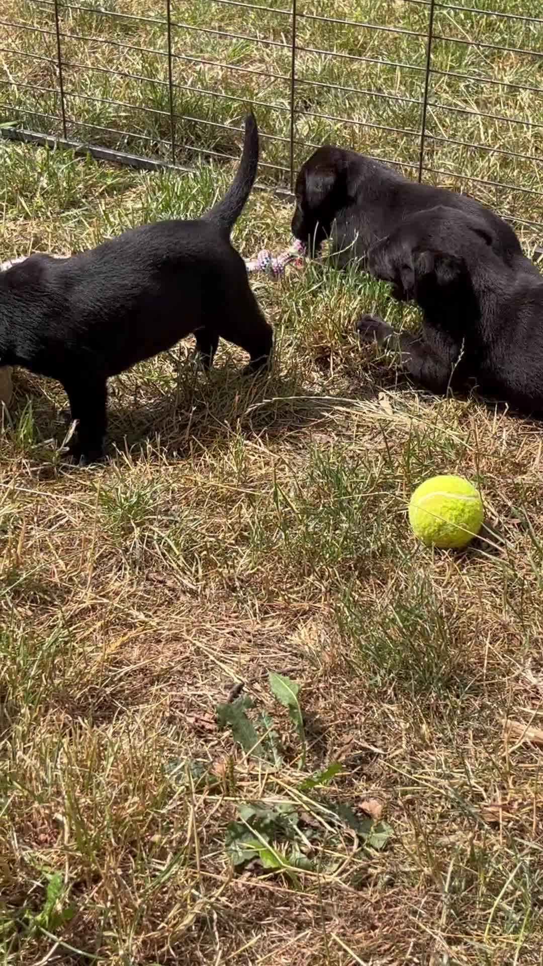 Labrador Retriever dogs for sale: Stunning KC Labrador pups - Video 1