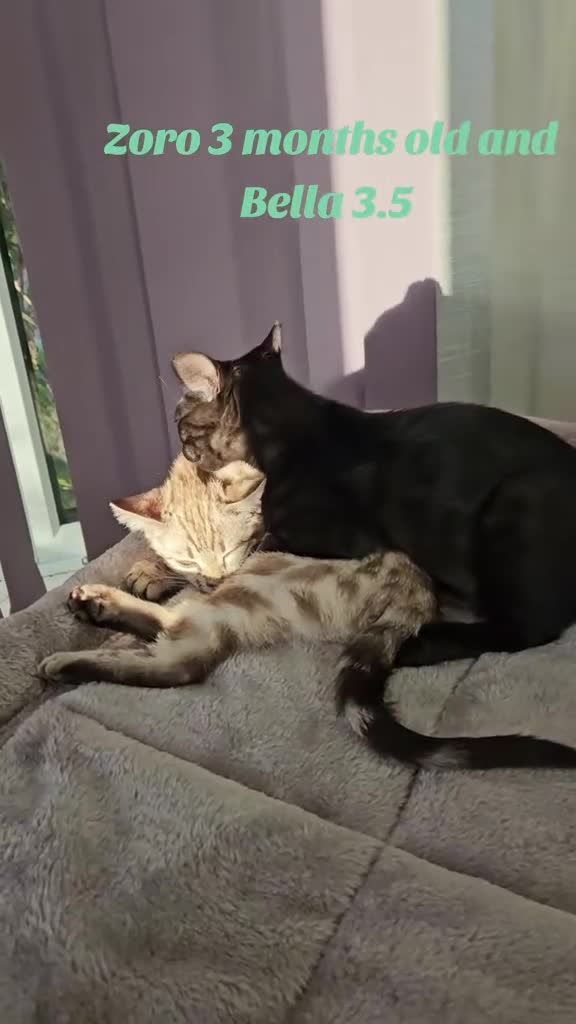 Bengal cats for sale: Bengal kittens  - Video 2