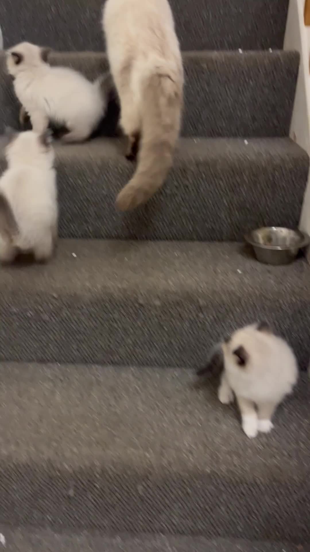 Ragdoll cats for sale:  Beautiful Pure Ragdoll kittens  - Video 2