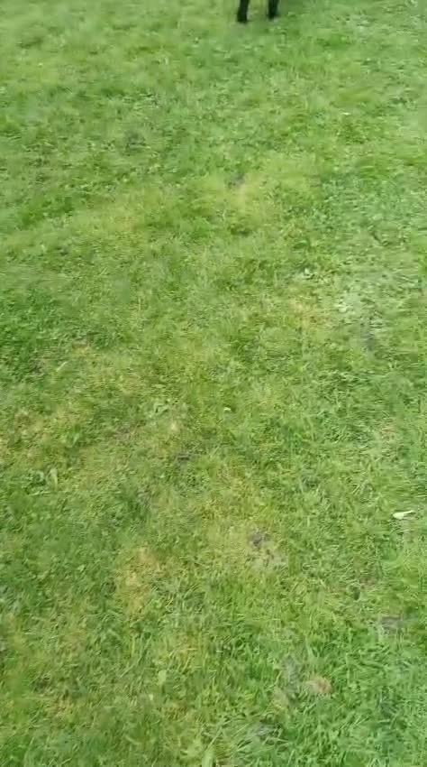 Labrador Retriever dogs for sale:  Vax, Chipped & KC reg black Labrador Puppies  - Video 2