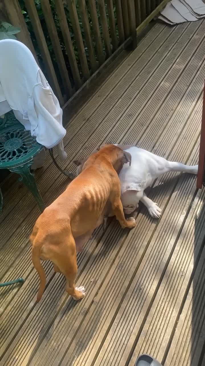 Mixed Breed dogs for sale: Family Raised Bulldog x Boxer Puppies Ready :))) in Bideford - Video 2