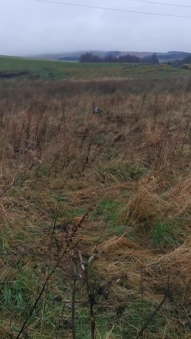 English Springer Spaniel dogs for stud: English Springer Spaniel For Stud - Health Tested in Kirriemuir - Video 2