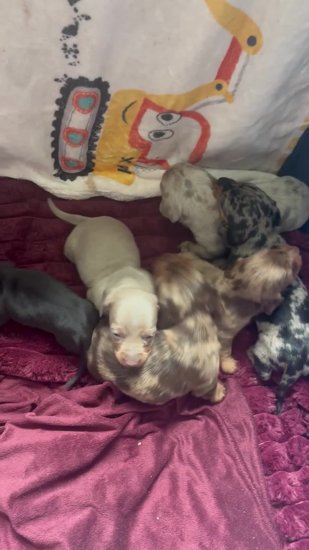 Miniature Dachshund dogs for sale: Miniature dachshund - Video 3