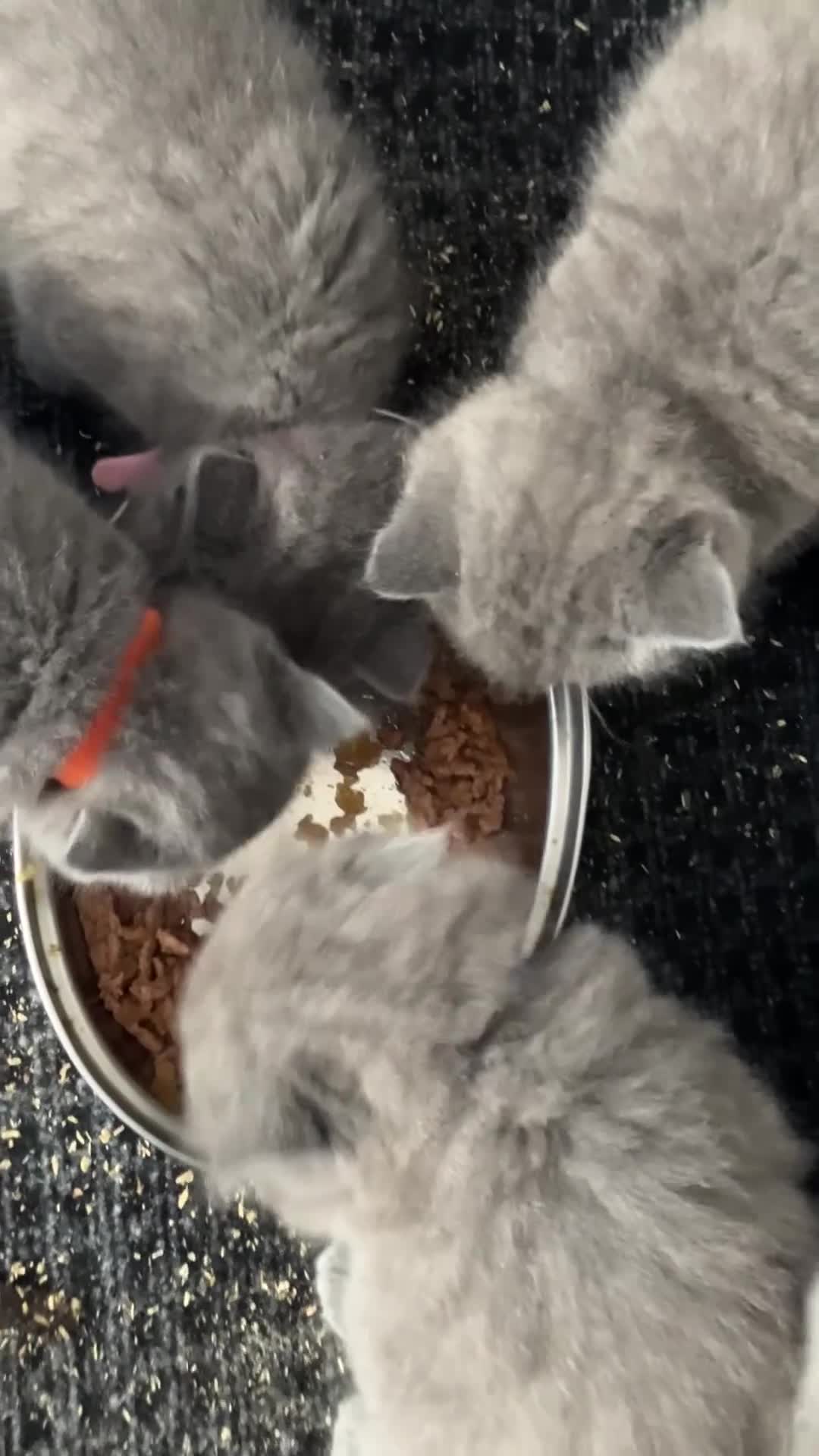 British Shorthair cats for sale: 💙 British shorthair 💙 - Video 2