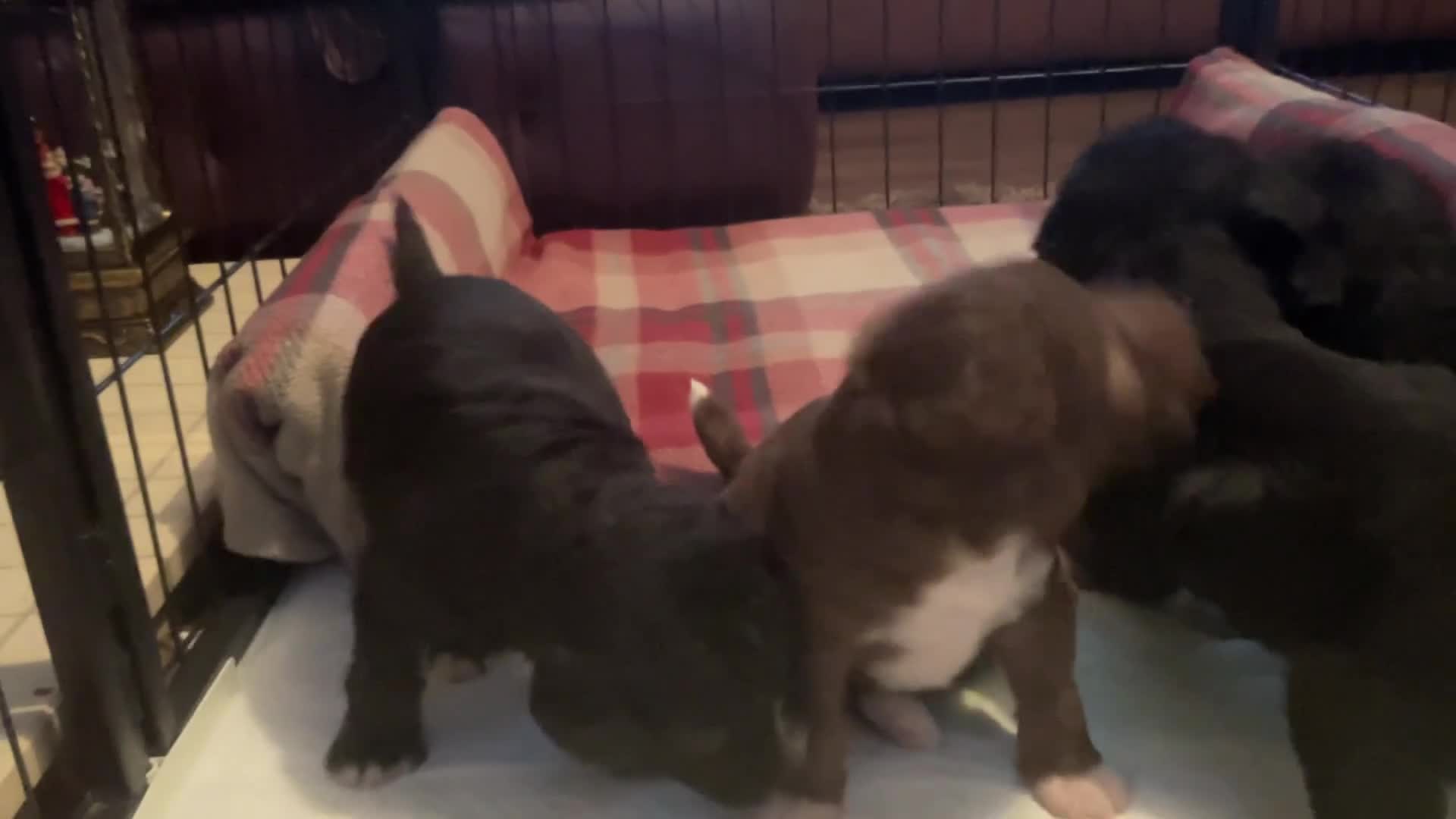 Bedlington Terrier dogs for sale: 4 bedlington puppies for sale  - Video 1