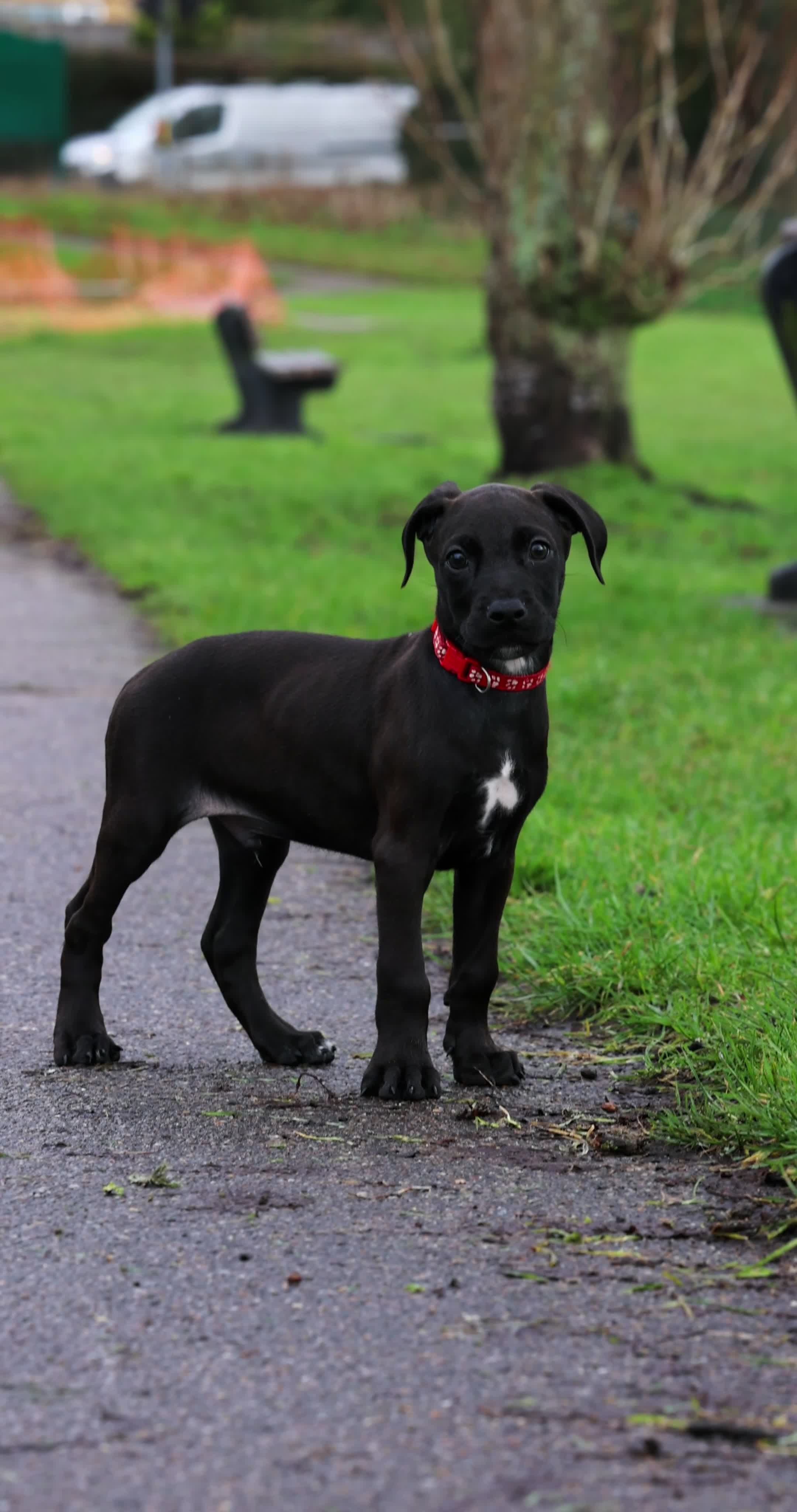 Mixed Breed dogs for sale: Canis Panther Pups - Video 3