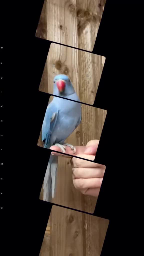 Ringnecks birds for sale: Blue ring neck - Video 1
