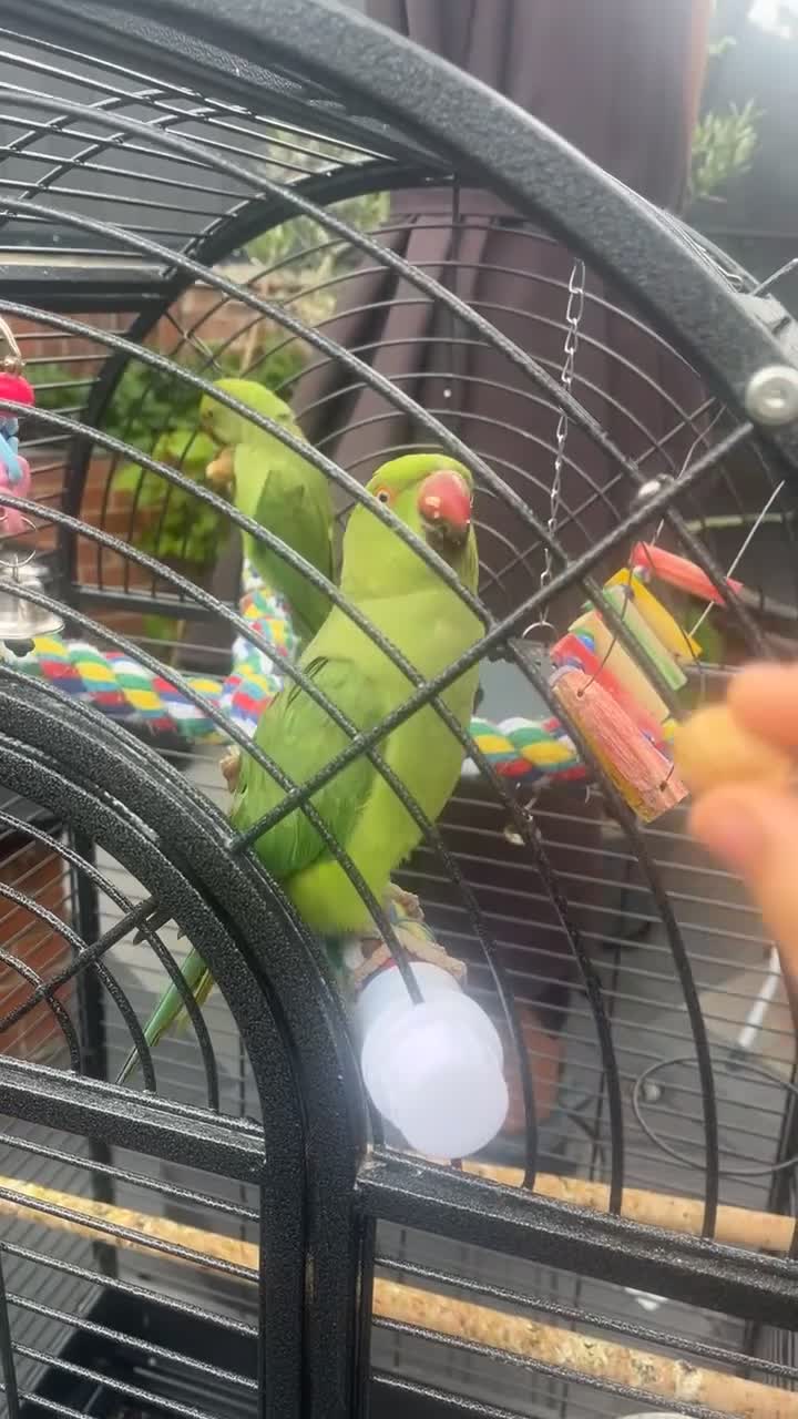 Ringnecks birds for sale: Male + female ringnecks  - Video 1