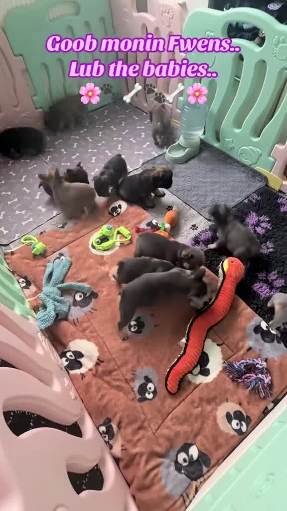 French Bulldog dogs for sale: ⭐️Gorgeous French Bulldog Puppies⭐️ - Video 3