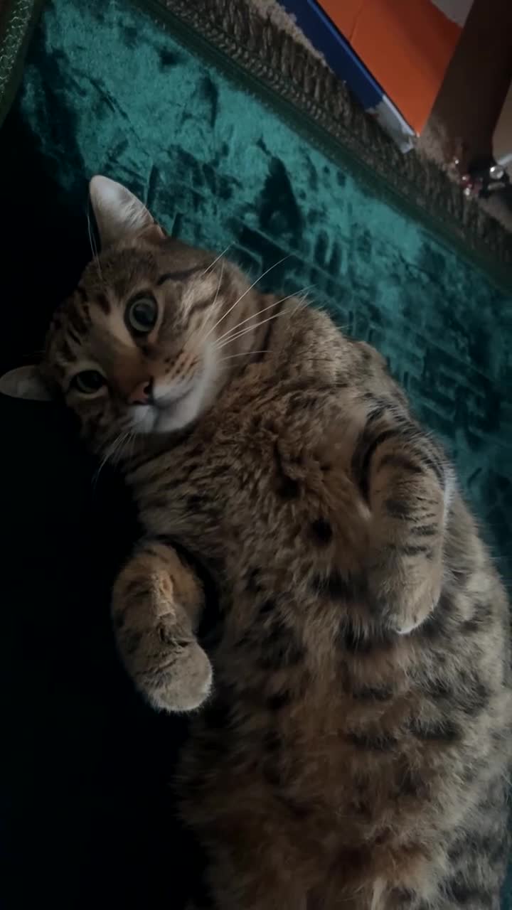 Bengal cats for sale: 3 Year Old, Male, Handsome Bengal Cross - Video 1