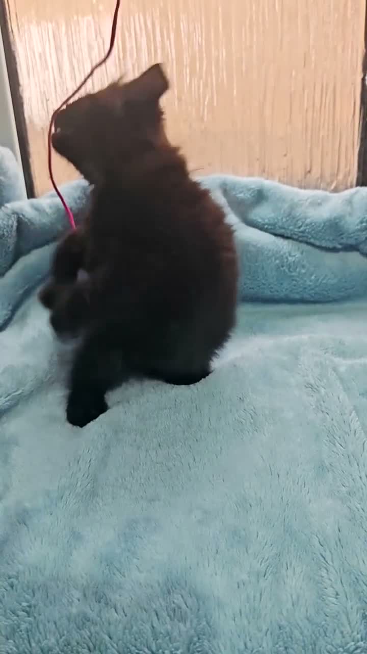 Mixed Breed cats for sale: 8 WEEKS OLD FLUFFY Kittens VIDEOS - Video 4