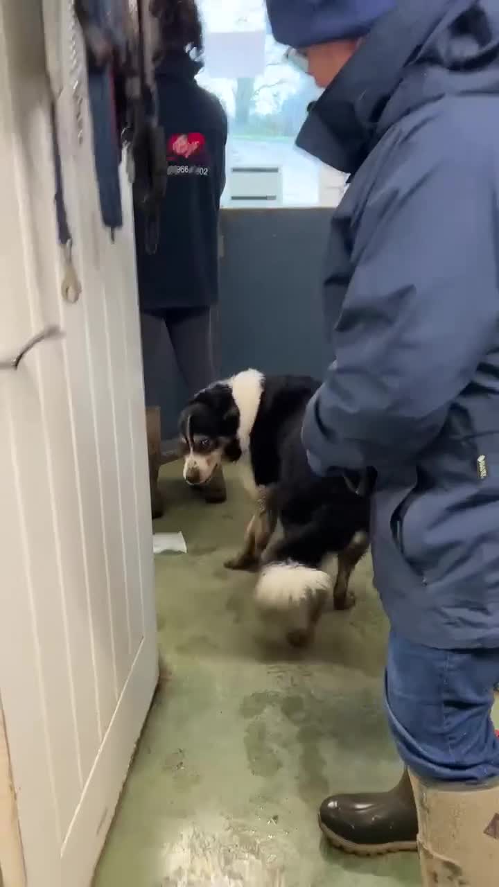 Mixed Breed dogs for adoption: JAZZ - Forever Foster  - Video 1