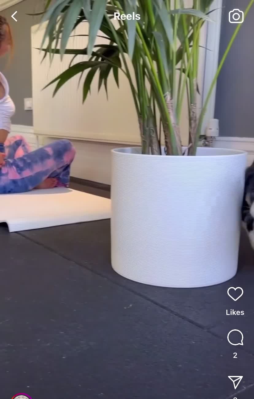 Border Collie dogs for sale: Litter Announcement-5 Tri Border Collie puppies   - Video 1