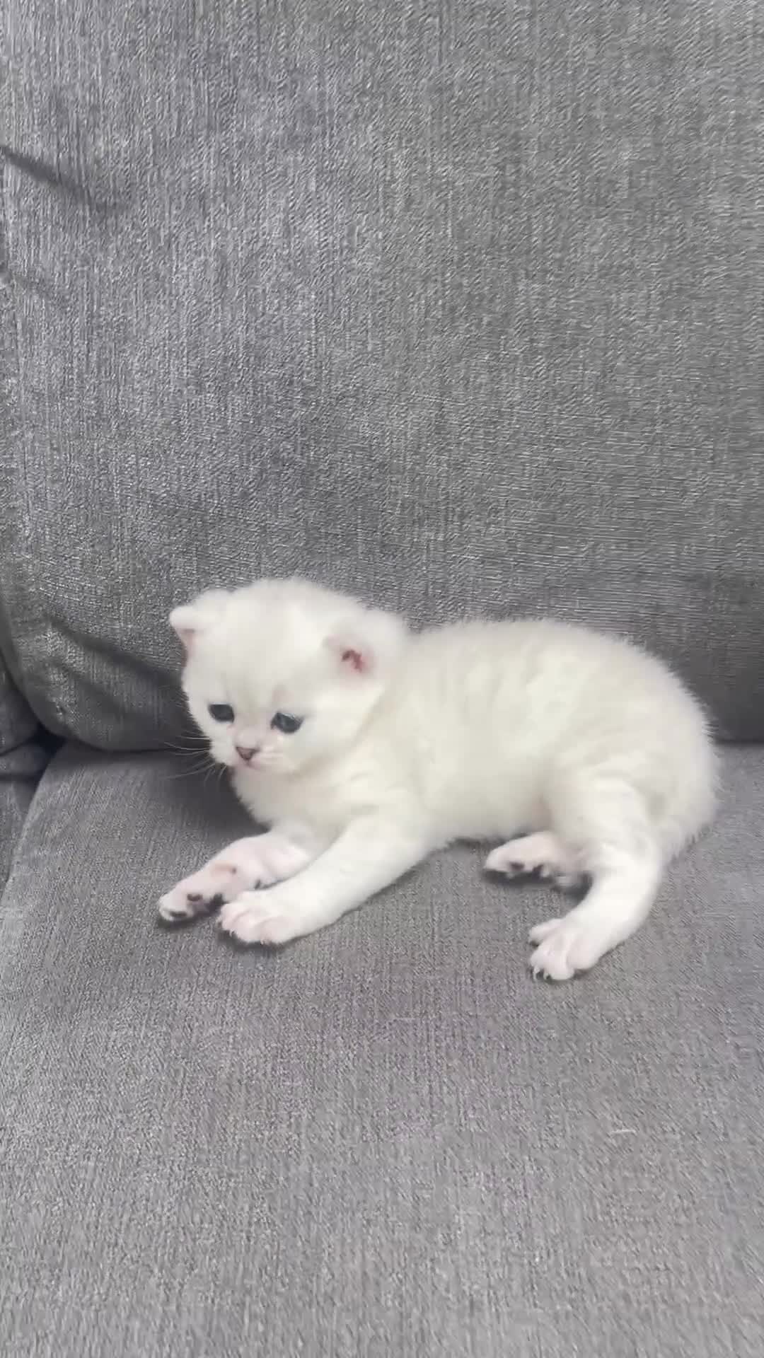 British Shorthair cats for sale: Silver Tipped British Shorthair Kittens - Video 1