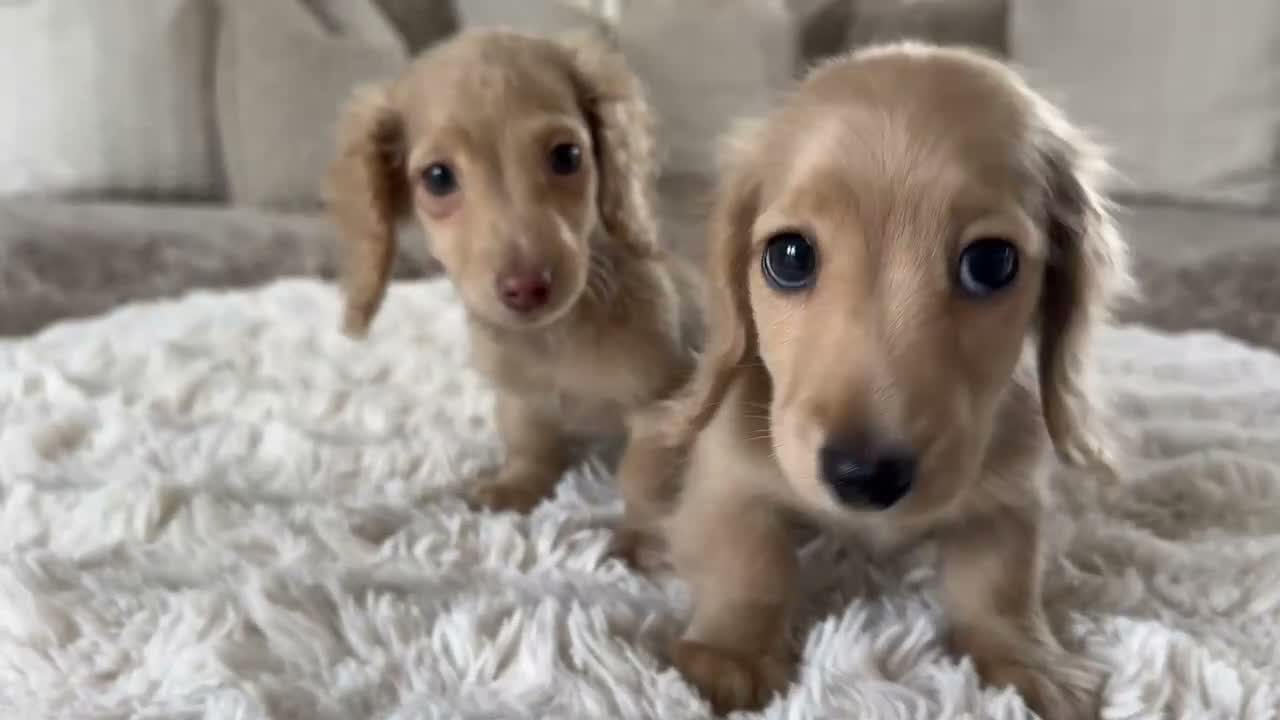 Miniature Dachshund dogs for sale: 👑✨MINI LONG HAIRED CREAMS✨👑 KC ✨ HEALTH TESTED ✨ - Video 3