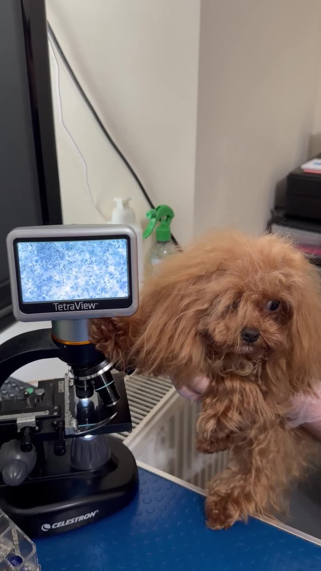 Miniature Poodle dogs for stud: 💎Elite imported Asian teddy bear Poodle Stud 💎 - Video 1