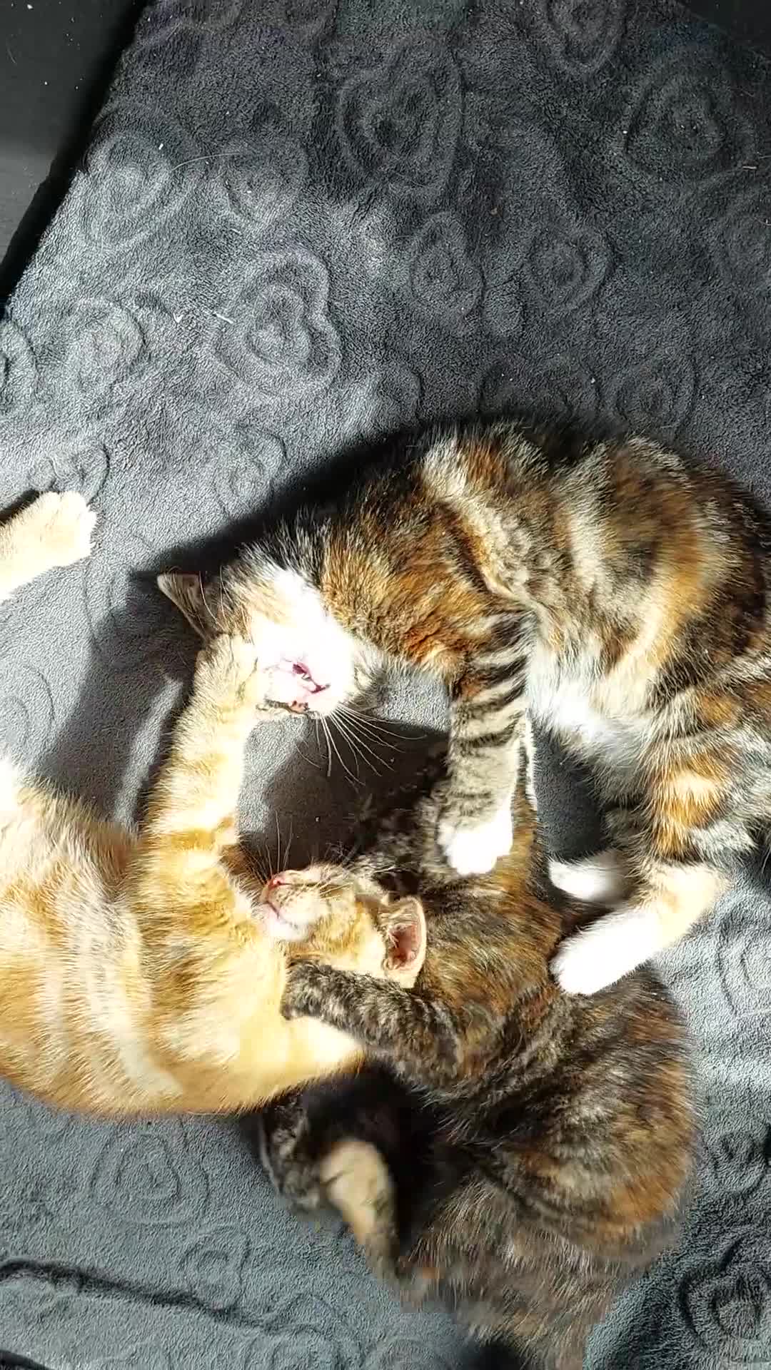 Mixed Breed cats for sale: 14 week old kittens ginger boy 2 tabby girls  - Video 1
