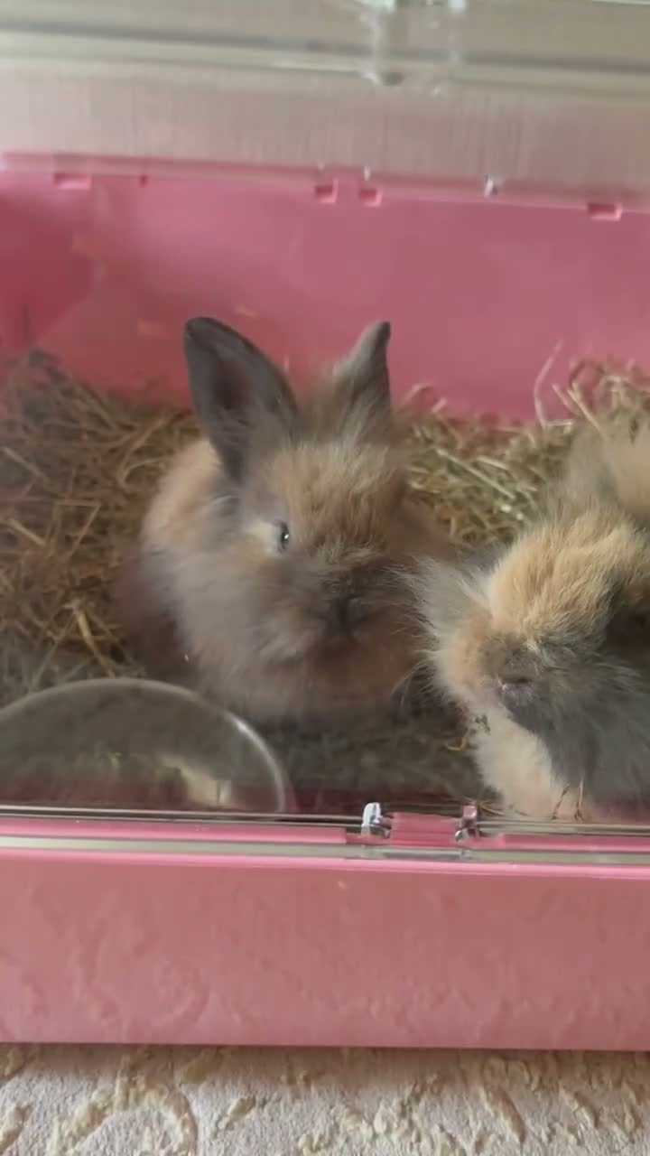 Lionhead rabbits for sale: Two beautiful lion head bunnies for sale  in Luton - Video 1