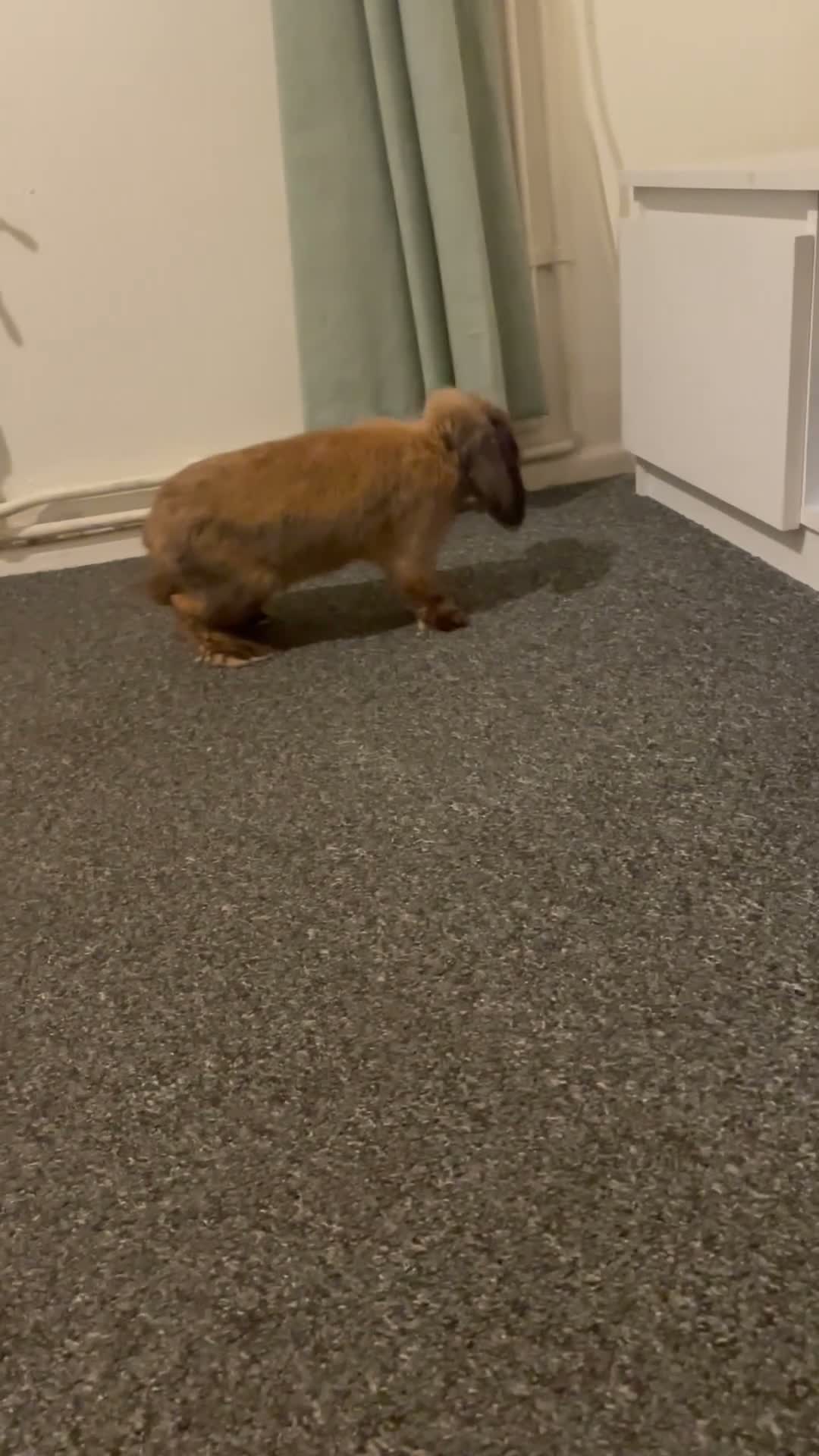 Mini Lop rabbits for sale: Mini loop  in Merthyr Tydfil - Video 1