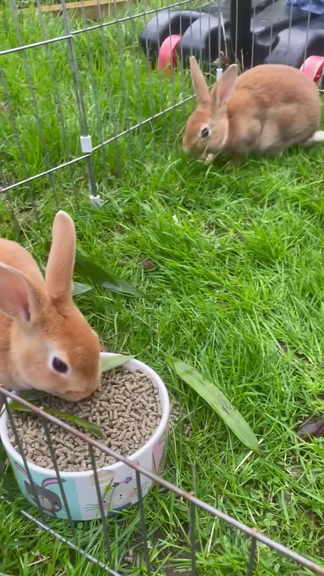 Rex rabbits for sale: 💖 9 week old mini Rex ready to leave 💙 - Video 1