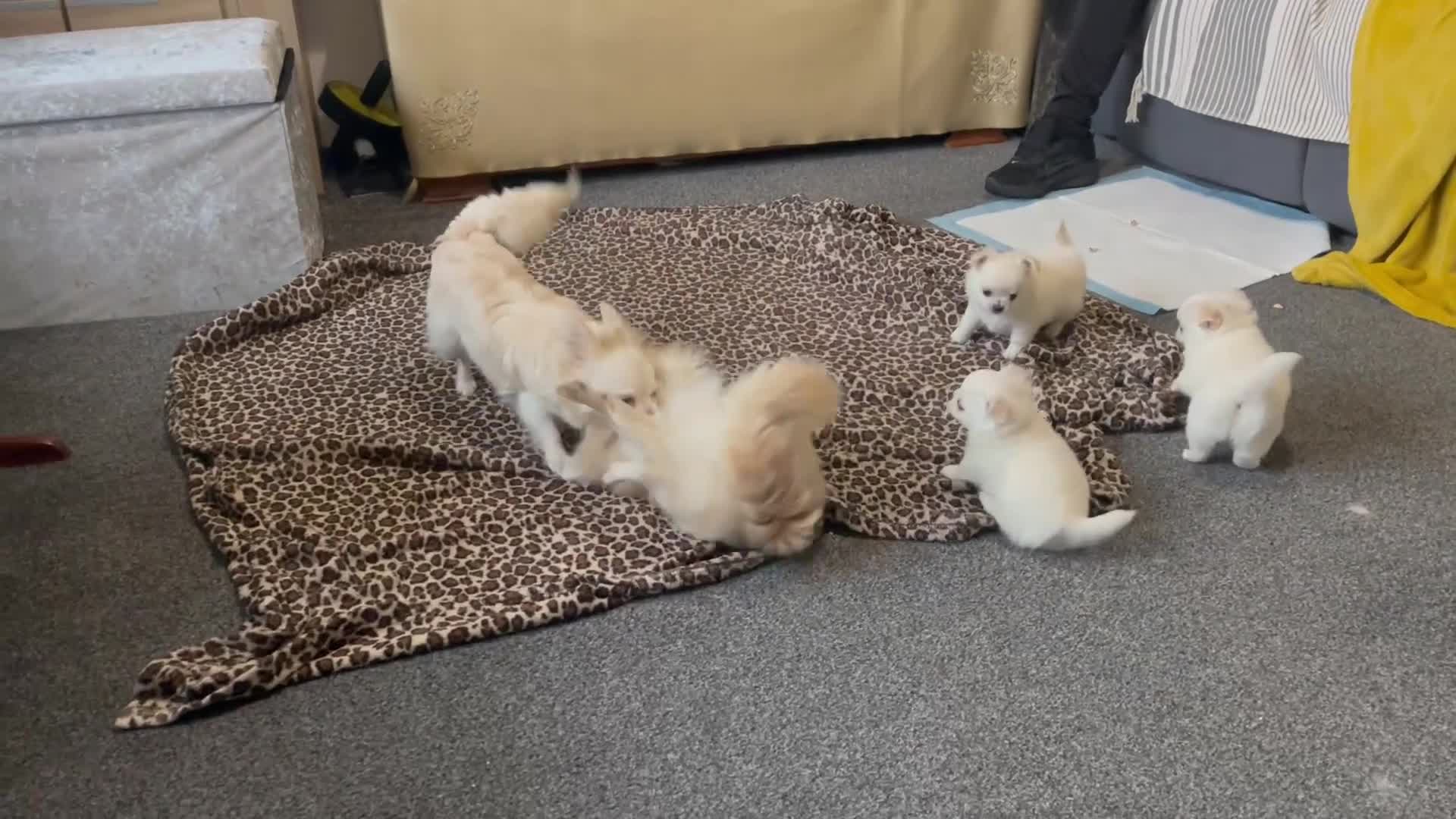Chihuahua dogs for sale: White long coat Chihauhau Pups - Video 1