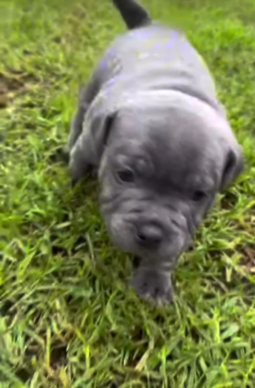 Staffordshire Bull Terrier dogs for sale: %Bloodline Staffordshire Bull Terrier Pups in Rugby - Video 2