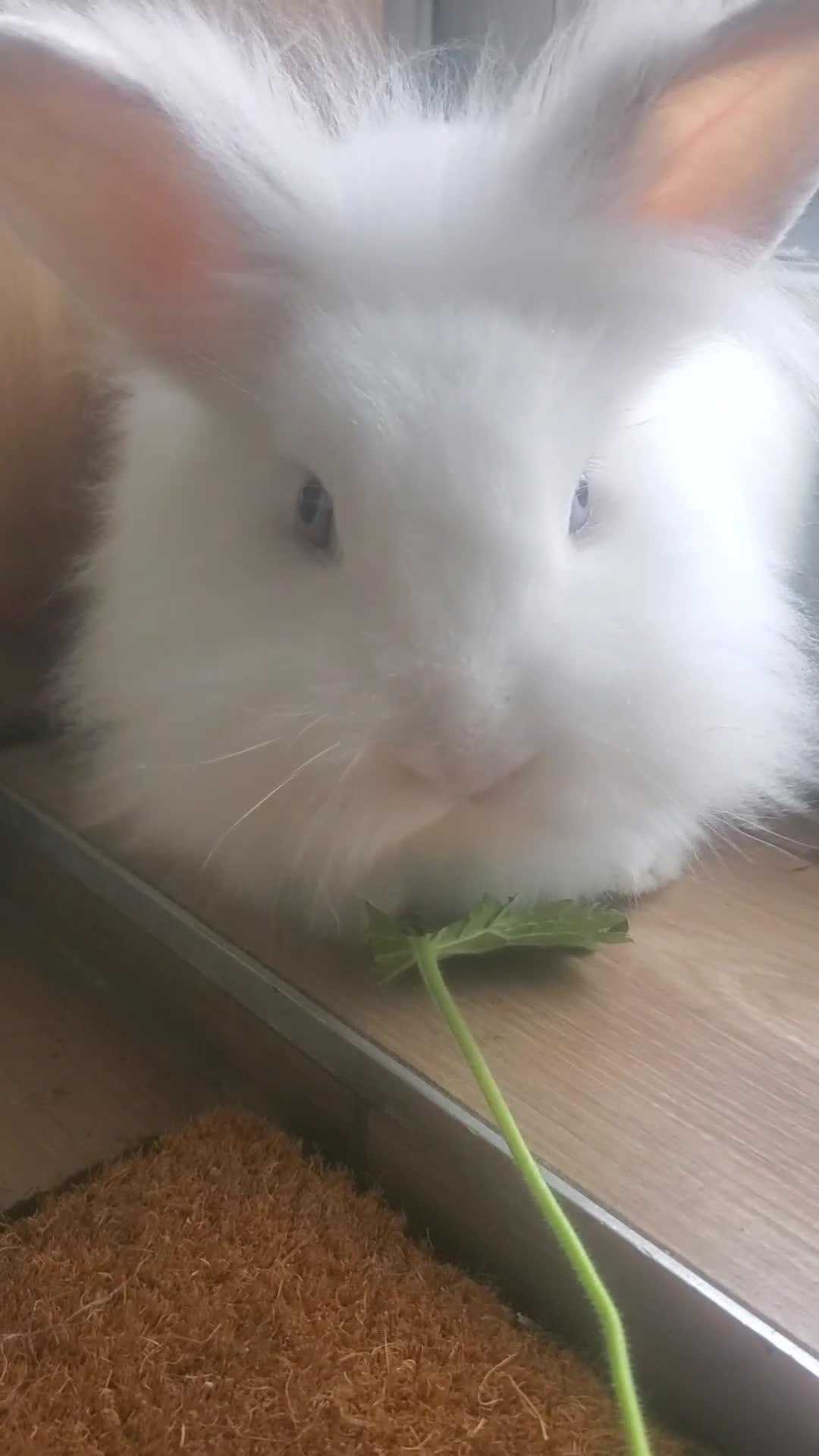 Lionhead rabbits for sale: Pure White Lionhead Rabbit- 2 years old in Brierley Hill - Video 1