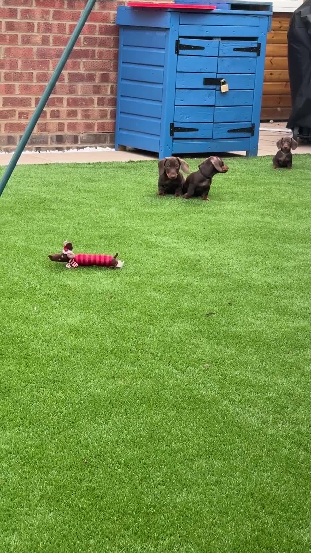 Dachshund dogs for sale: Miniature Dachshund Smooth Haired Dachshunds' - Video 2