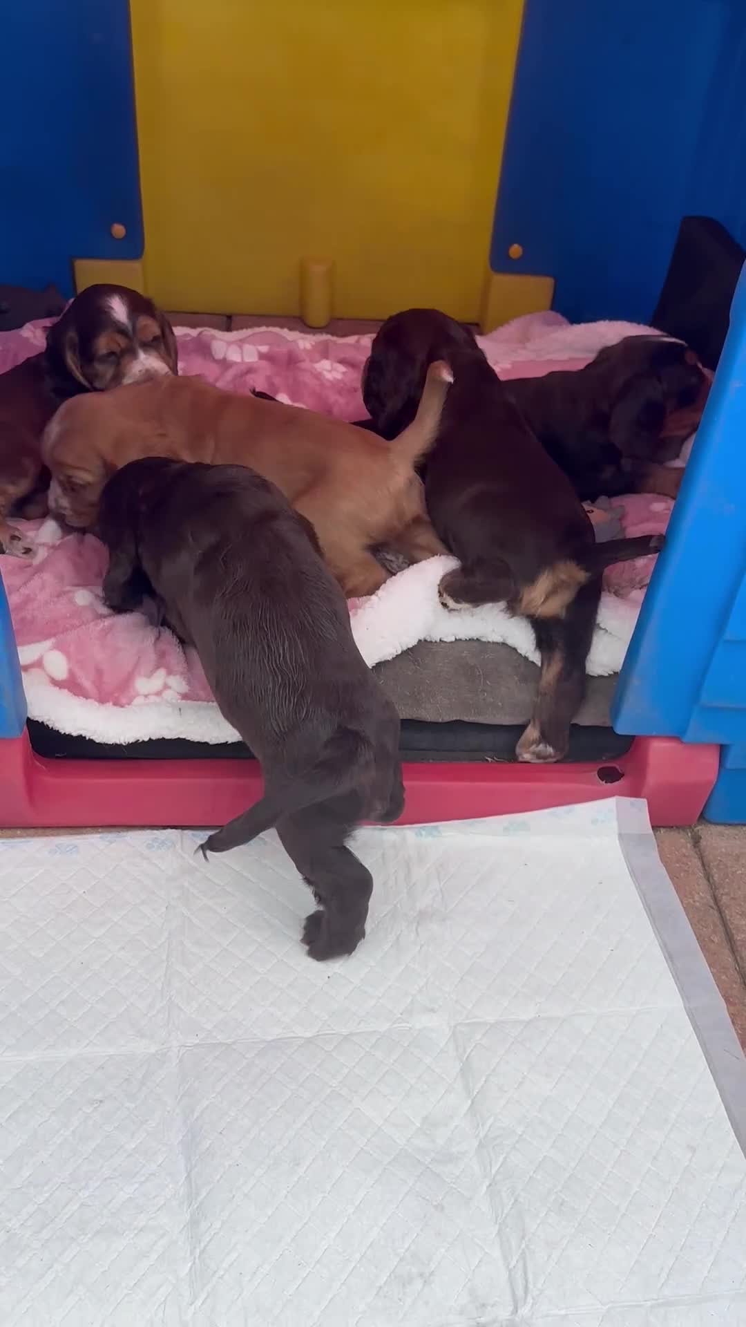 Cocker Spaniel dogs for sale: Cocker Spaniel Puppies Ready for Loving Homes in Spalding - Video 1