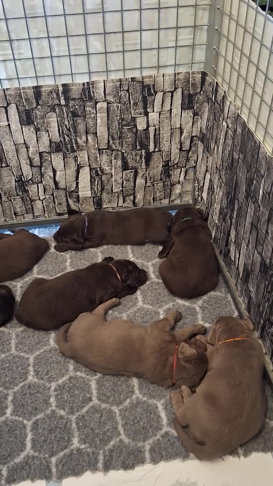 Labrador Retriever dogs for sale: Chunky, healthy Chocolate and Silver puppies!!! - Video 2