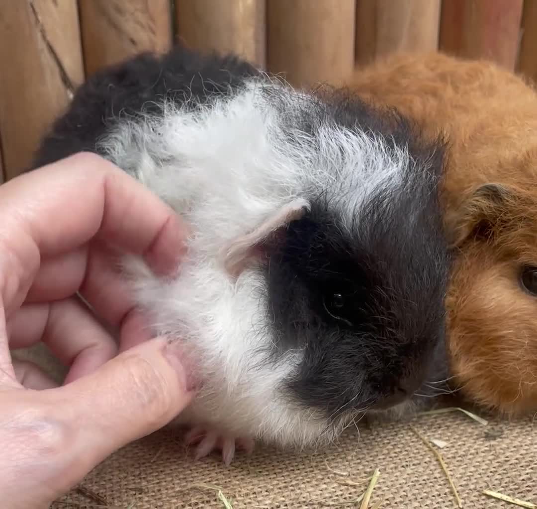 Guinea Pig rodents for sale: Swiss teddies - Video 1