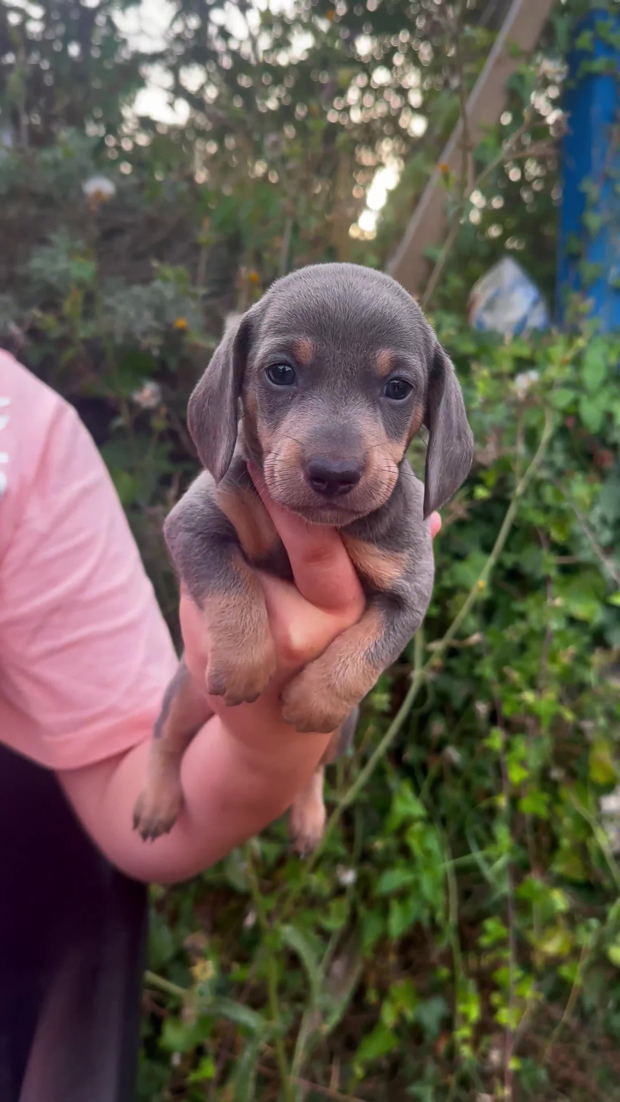 Dachshund dogs for sale: Beautiful dachshund puppies  - Video 3