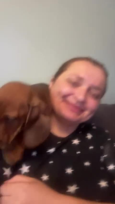 Dachshund dogs for sale: SOLD OUT! Thank you very much!!! Lovely Dachshunds - Video 1