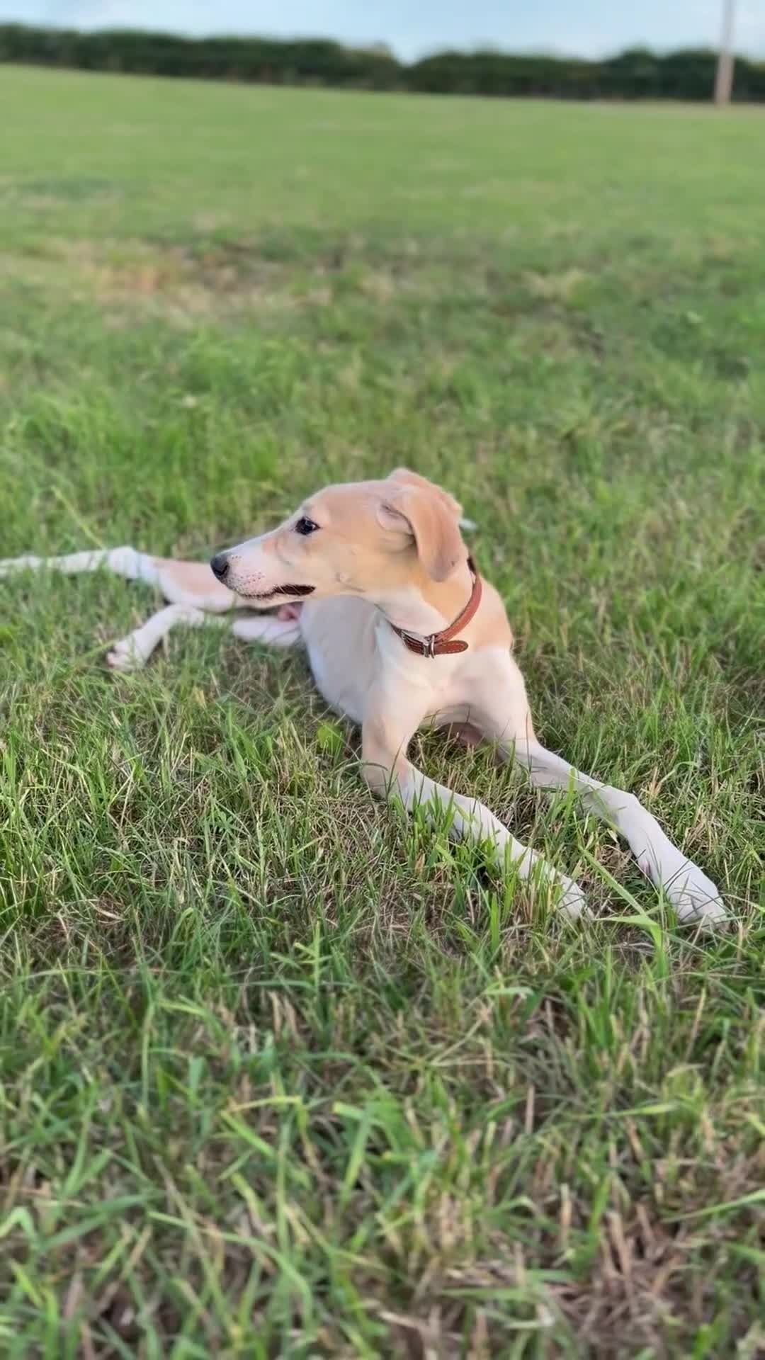 Lurcher dogs for sale: Saluki x greyhound dog pup. - Video 2