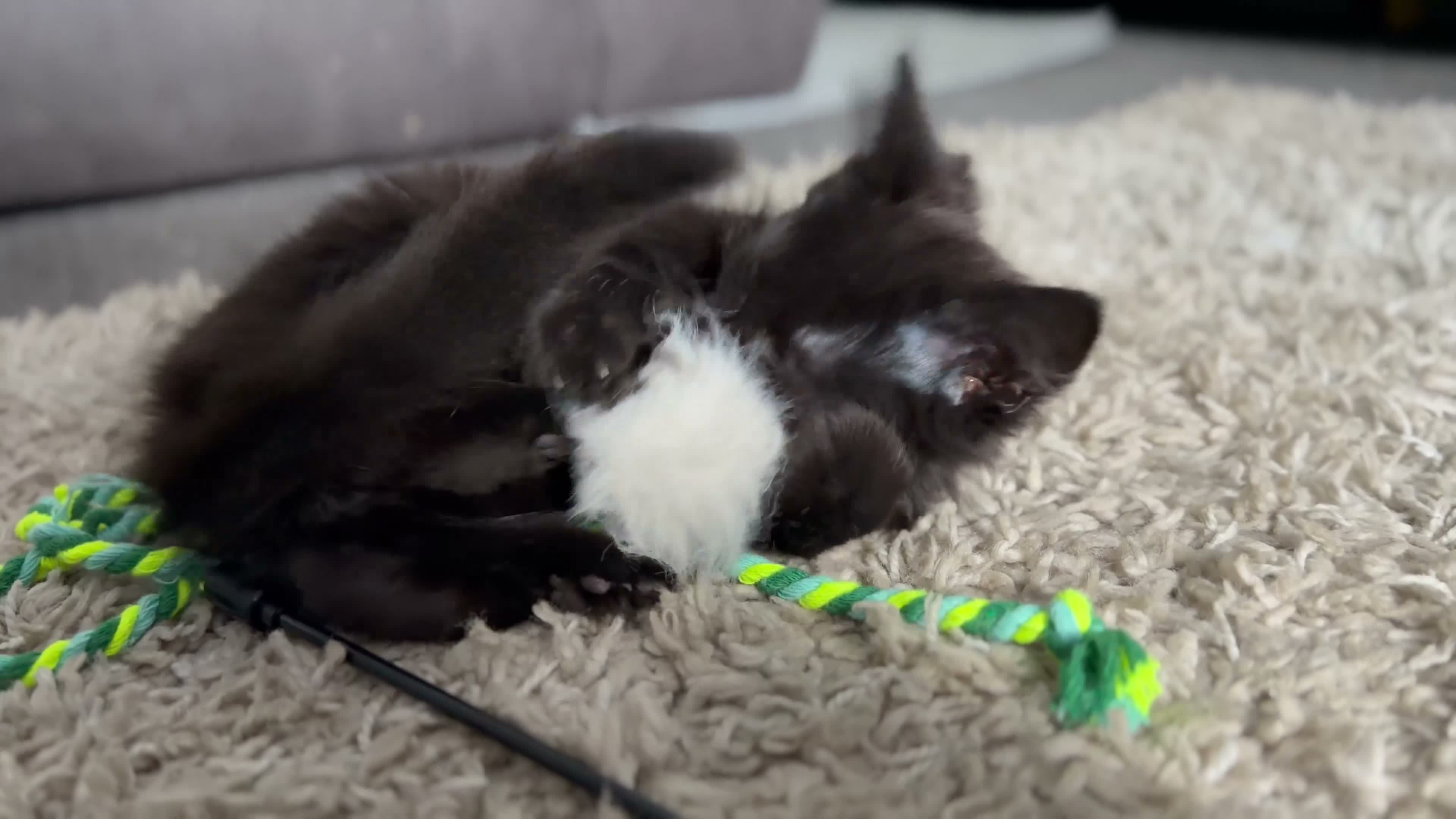 Mixed Breed cats for sale: 12 week old kittens  in Nelson - Video 1