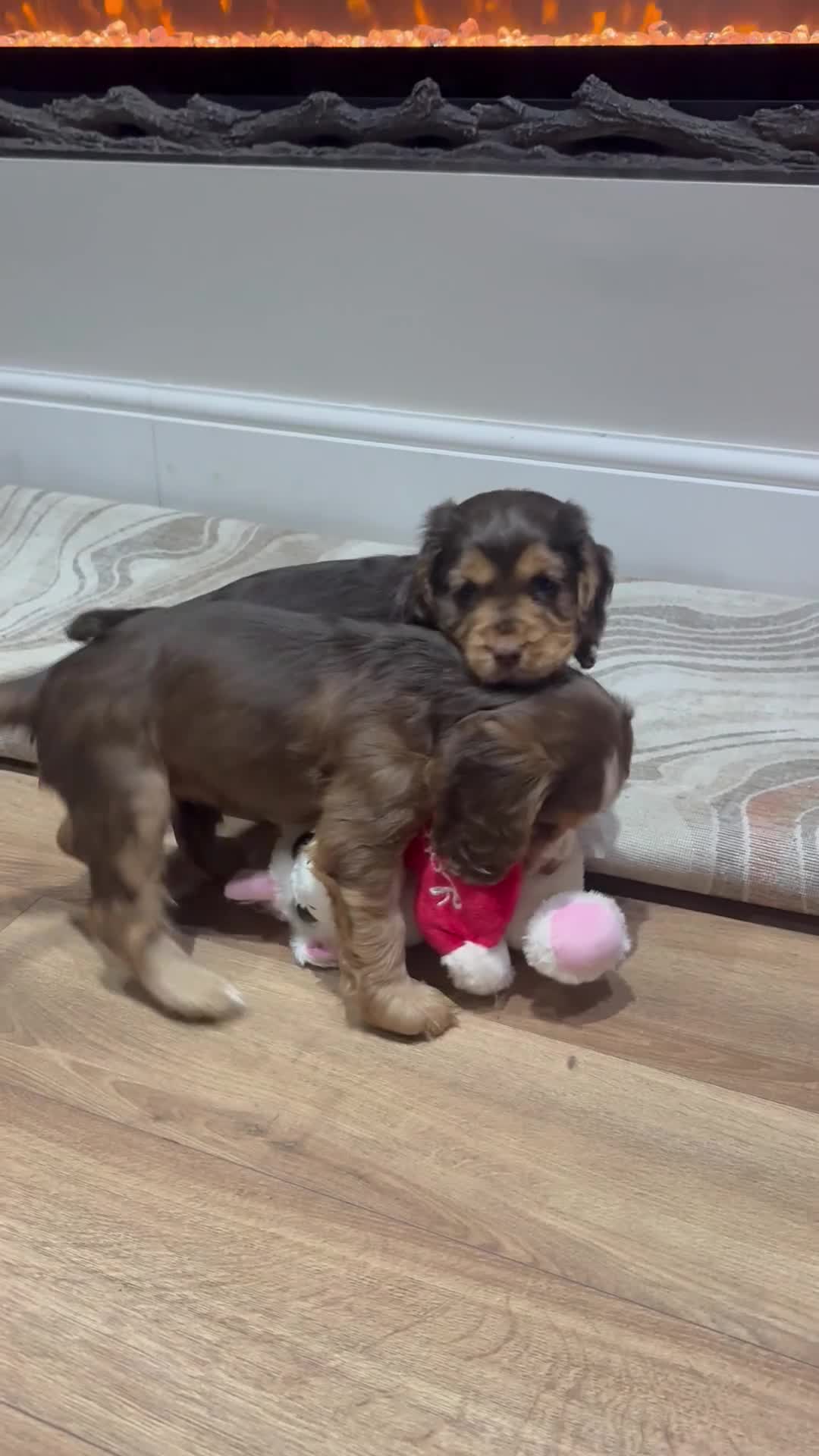 Cocker Spaniel dogs for sale: Quality cocker spaniel pups  - Video 1