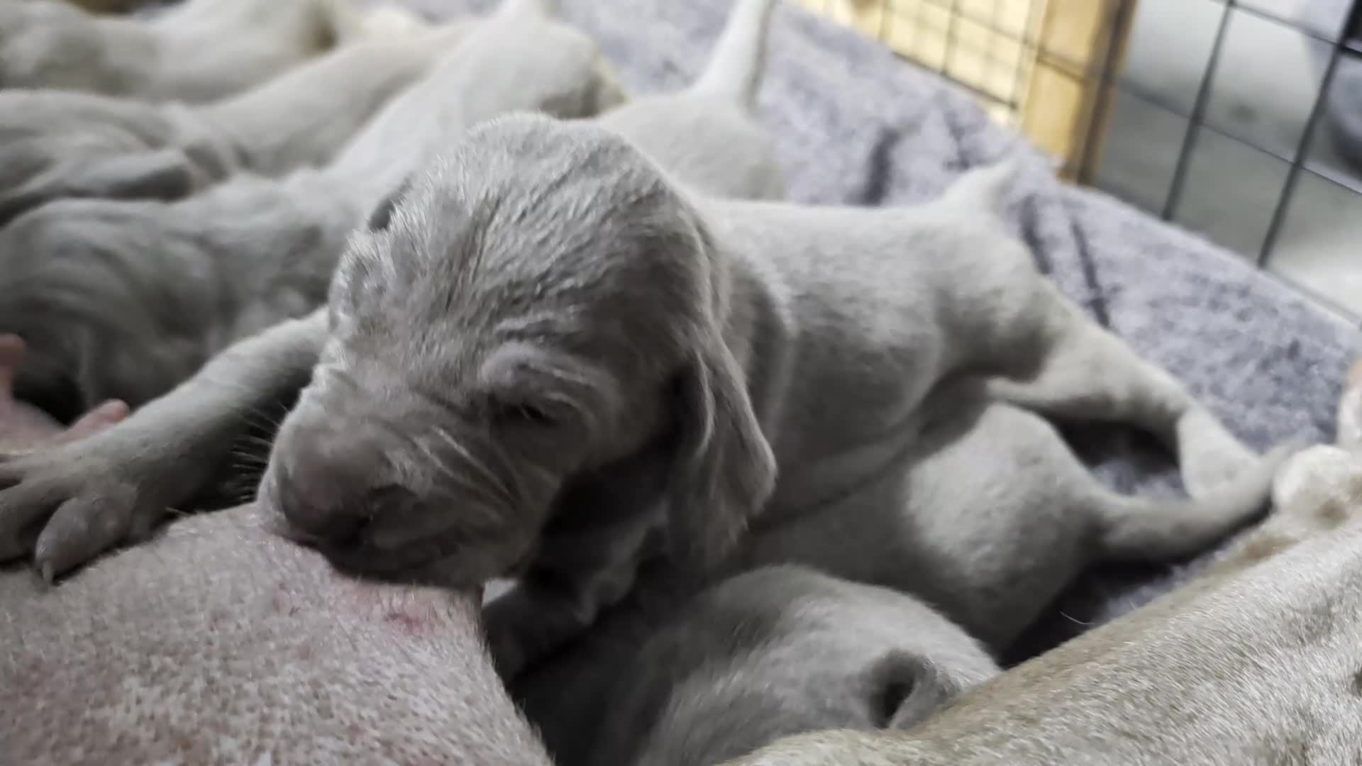 Weimaraner dogs for sale: KC reg amazing quality Weimaraner pups in Glasgow - Video 1