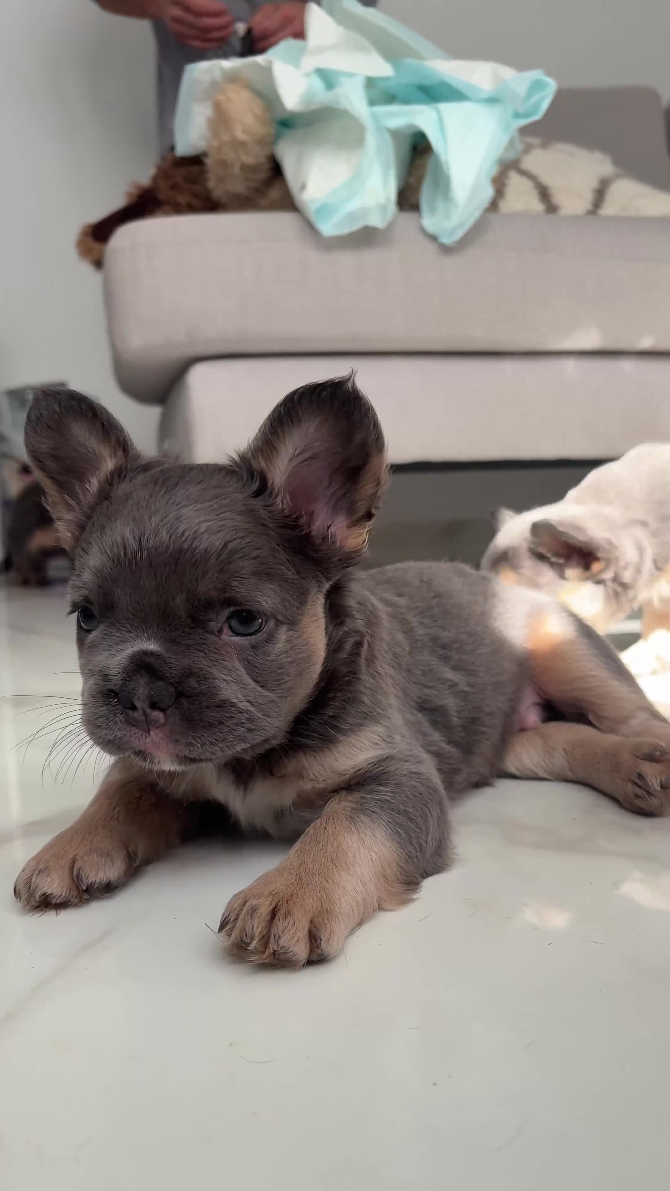French Bulldog dogs for sale: 4 Fluffy French Bulldogs FOR SALE  - Video 1
