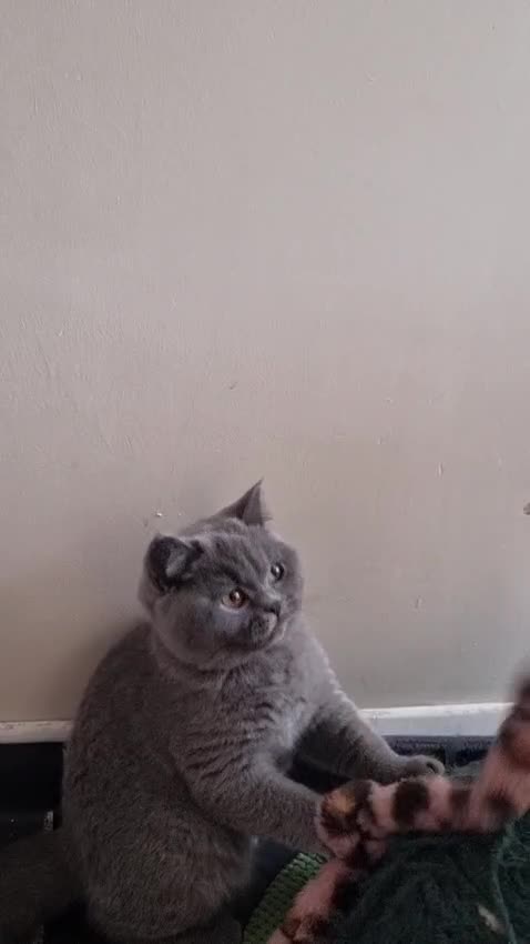 British Shorthair cats for sale:  To Go Now 3 Female Ready GCCF Healthy Pedigree - Video 1