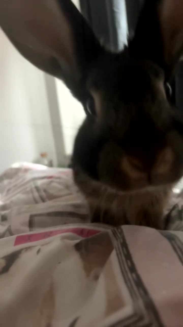 Mixed Breed rabbits for sale: Benji and Bunny - Video 1